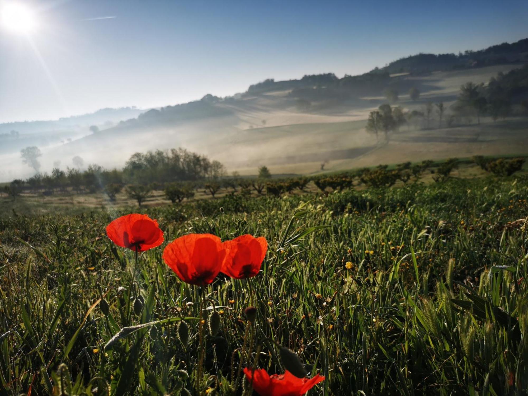 Azienda Agricola Tenuta Del Barone Каллиано Экстерьер фото
